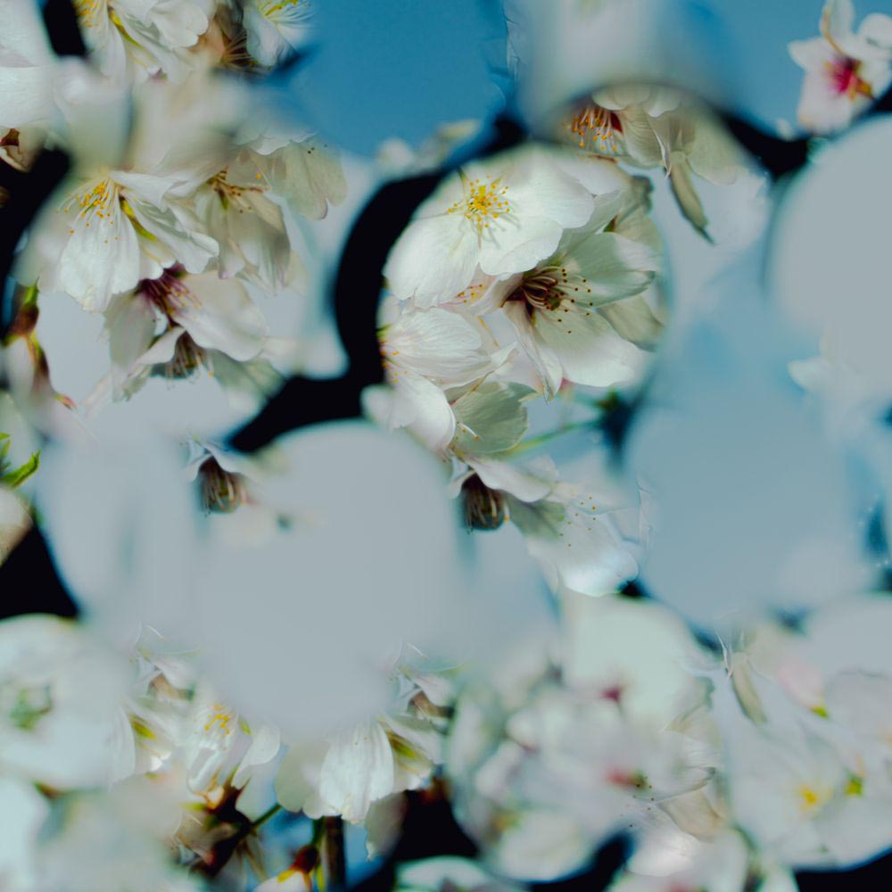 『SPY×FAMILY』星野源が歌うエンディング主題歌「喜劇」のアニメ映像を公開！ - 画像一覧（2/3）